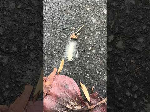 Formless appearing as imagined form. #enlightenment #awakening #innerpeace #spiritualawakening #god