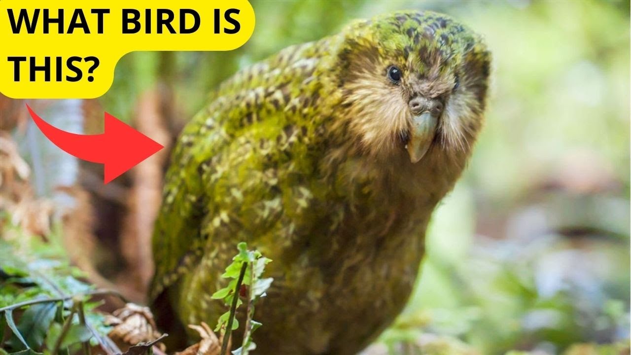 8 AMAZING BIRDS THAT CANNOT FLY!!!