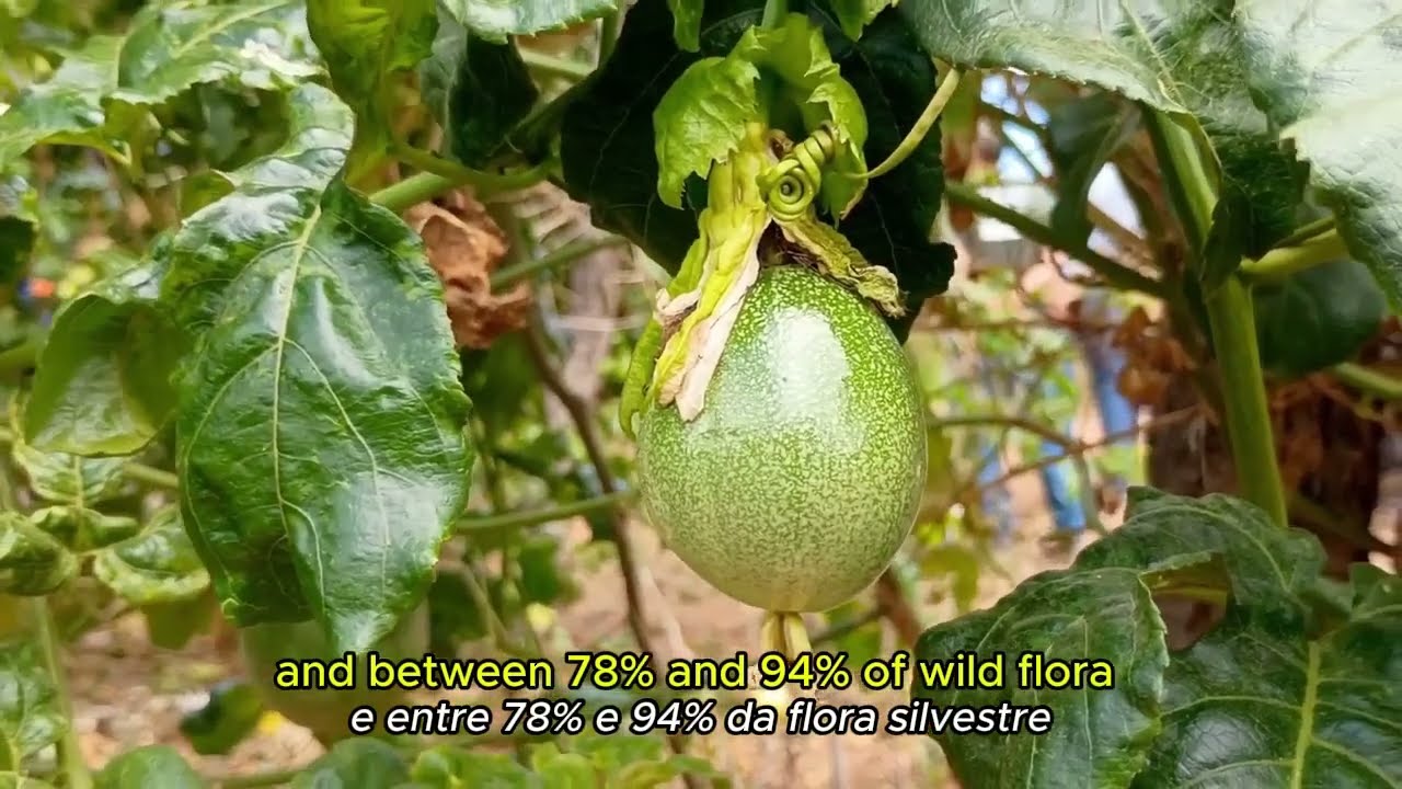 PoliLAC na COP30