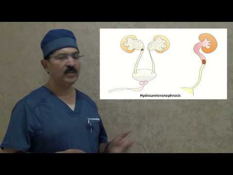 How Infection Reaches And Progresses Within Kidneys