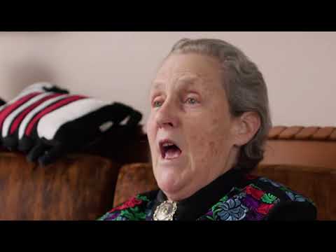 Temple Grandin Verbal thinkers over generalize & suck at planning, details & practical solutions