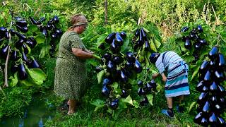 Harvesting Fresh Eggplant! Preparing and Storing Pickle for Winter!