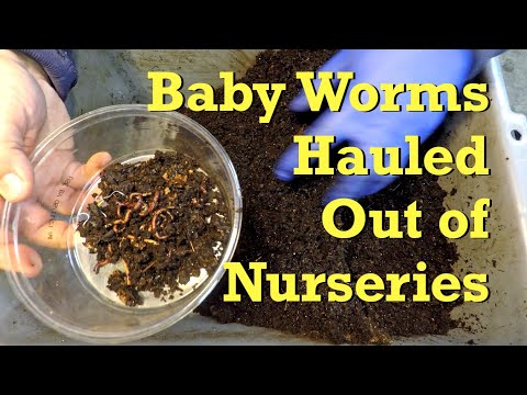 Baby worms from cocoon nurseries moved out - vermicompost