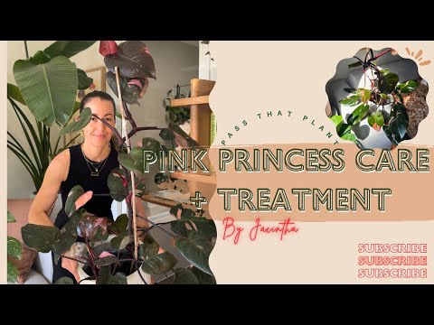 Cura del Filodendro Pink Princess | Doccia per piante e lucidatura delle foglie | Uso dell'olio d...