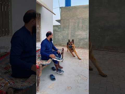 A sent thi dog save him #trendingshorts #ytshorts #emostional