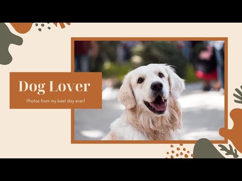 Cute Dogs - Playing and Cuddling