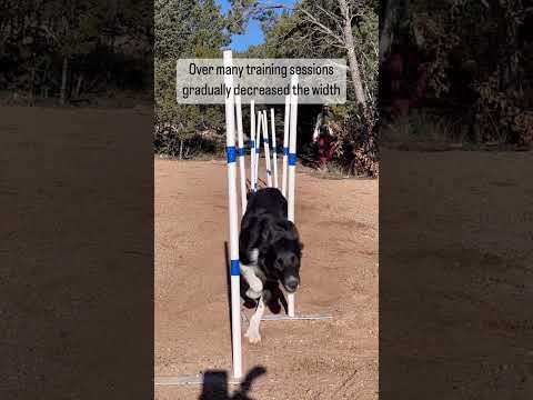 Amazing Dog Trick: Agility Weave Poles