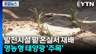 발전시설 밑 온실서 작물 재배...영농형 태양광 '주목' / YTN