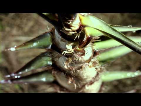 download lagu mp3 mp4 Bamboo Growth Per Day, download lagu Bamboo Growth Per Day gratis, unduh video klip Bamboo Growth Per Day