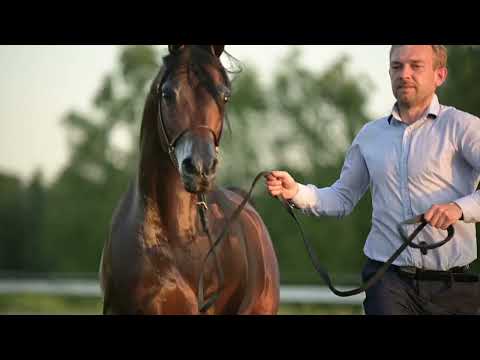 PROMETEUSZ - (FA El Shawan x Pianissima), Bay Stallion