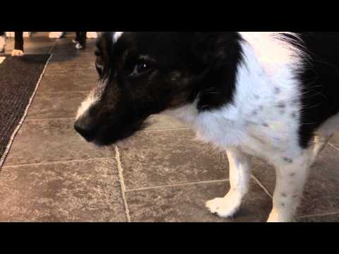 Misstänkt kennelhosta