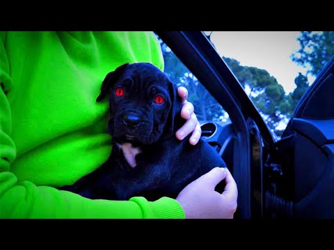 Antidroga - Tek Pull (prod. EngliVersal)