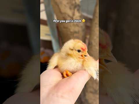 Let’s make fried chicken from scratch! #shorts