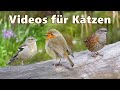 Videos für Katzen Zum Spielen ~ Vögel im Wunderland ⭐ Katzenfernsehen Vögel ⭐