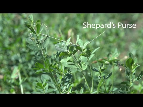 Cover Crops for the Control of Vineyard Pests