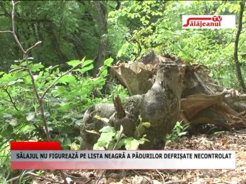 SALAJUL NU FIGUREAZA PE LISTA NEAGRA A PADURILOR DEFRISATE NECONTROLAT