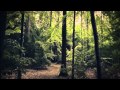 Nest - Last Vestige of Old Joy 
