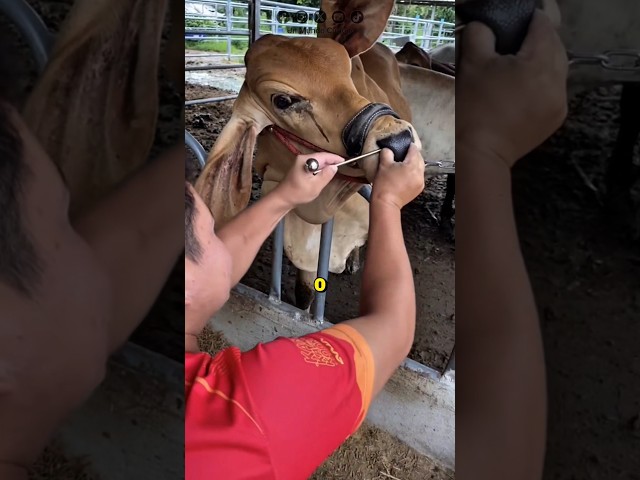 Vídeo relacionado con Tomotato Anillo de Nariz de Toros, Anillo de Nariz de Ganado de Toros de Acero Inoxidable, Accesorio de Cría, Anillo de Nariz de Ganado para Pendientes de Cartílago de Vaca(Spring)