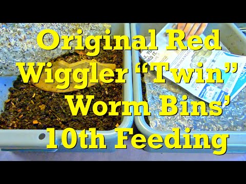 Feeding #10 for the 'original' red wiggler worms on day 104 - vermicompost