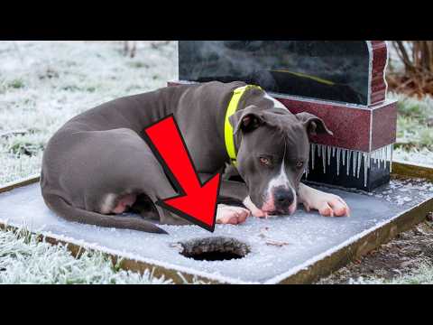 Sie dachten, der Hund trauere am Grab – Doch als sie darunter blickten, waren sie fassungslos!