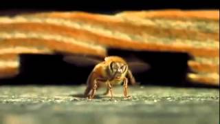 World of Flowers (Botany Video Presentation by Pre-Dentistry 2A)