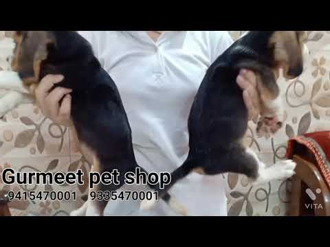 Gurmeet pet shop 9415470001  9335470001