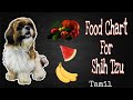 Shih Tzu's Food Recommendations || Tamil || Pavi's Pawdcast 🐾