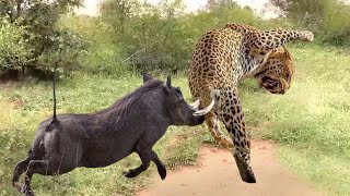 Mother Warthog Defeated Leopard For Daring To Attack Baby Warthog, This Is What Happened Next...