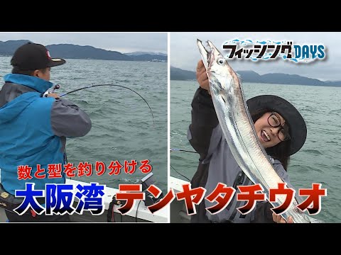 【フィッシングDAYS】#77　数と型を釣り分ける　大阪湾テンヤタチウオ