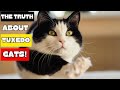 Be Careful If You Have A Tuxedo Cat Here Is Why