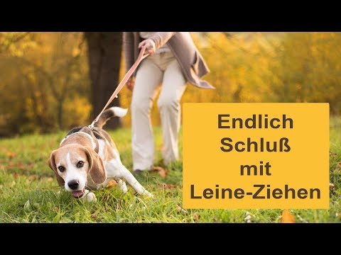 🎁 Leinenführigkeit trainieren in 30 Minuten