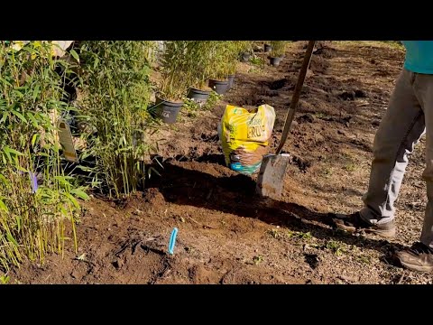 Bambushecke pflanzen 🌿 Profi-Tipps & Anleitung für dichten Sichtschutz