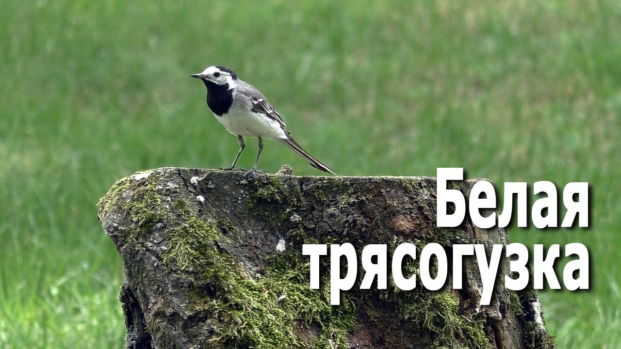 Белая трясогузка / White Wagtail (Motacilla alba)