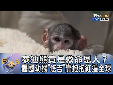 泰迪熊竟是救命恩人？墨國幼猴「悠吉」靠抱抱紅遍全球｜FOCUS午間新聞 20260603 @tvbsfocus