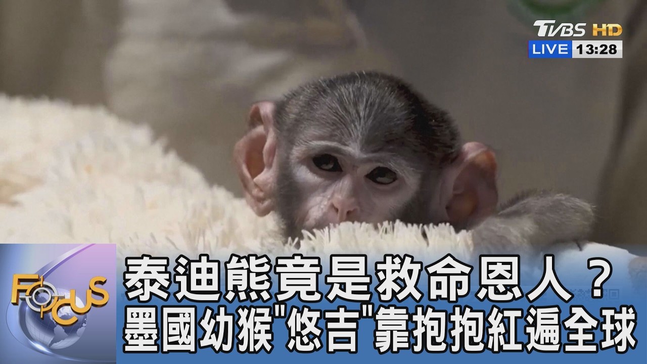 泰迪熊竟是救命恩人?墨國幼猴「悠吉」靠抱抱紅遍全球