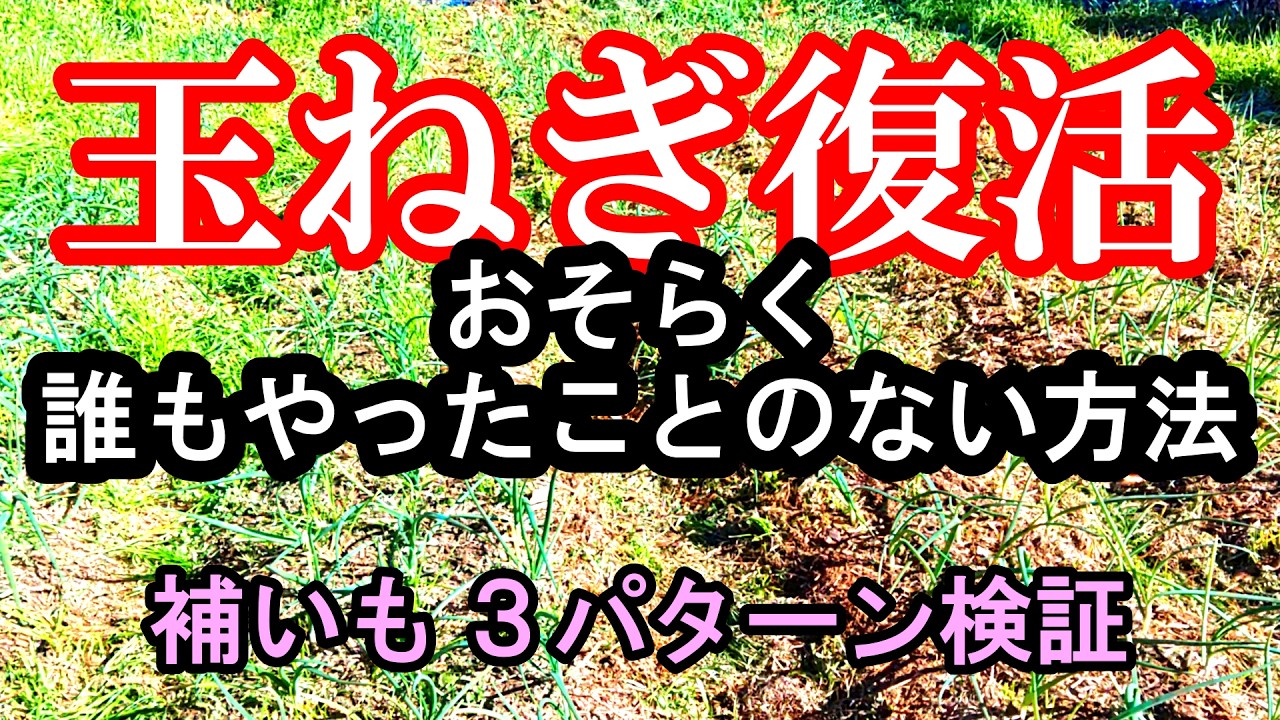玉ねぎ復活　誰もやったことのない方法 　３パターンの補いの検証