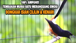 Download lagu MASTERAN TERBAIK MURAI BATU SEPANJANG MASA ISIAN KENARI DAN CILILIN mp3
