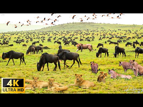 Amazing wildlife moments in Serengeti National Park The fight for survival
