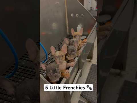 5 little Piggies 🐷 #frenchbulldog #frenchie #puppies #puppy #tutorial #dogbath