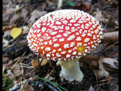 Мухи съели мухомор. Испытание на мухах, сколько часов они спали....