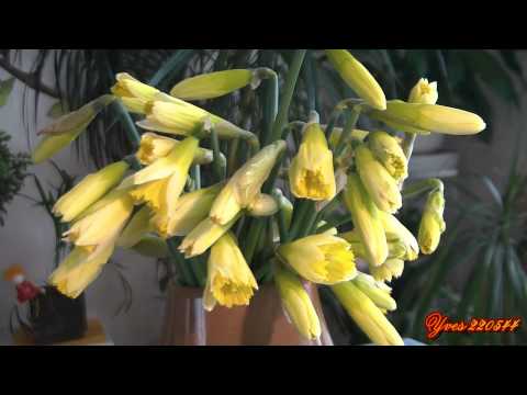 download lagu mp3 mp4 Interflora Gerardmer, download lagu Interflora Gerardmer gratis, unduh video klip Interflora Gerardmer