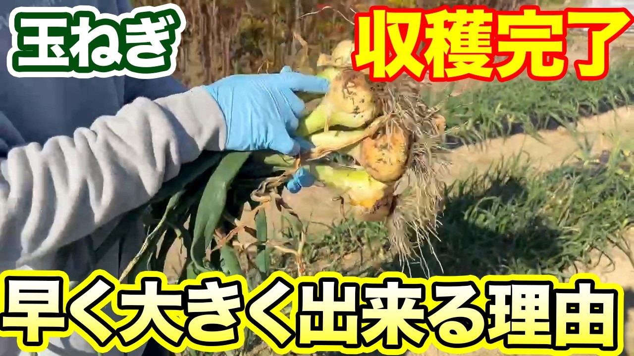 【玉ねぎ】これやっただけで誰よりも早く収穫することでできた　その理由もら