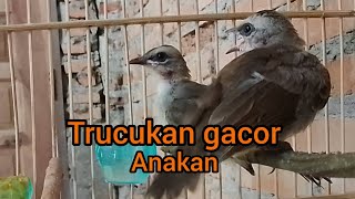 Download lagu Suara anakan trucukan buat Pancingan burung trucukan jantan mp3
