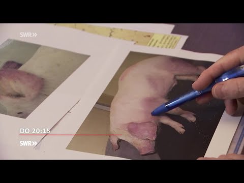 Pädophile im Netz in "Zur Sache Baden-Württemberg", SWR Fernsehen