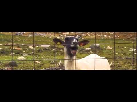Taylor Swift - Trouble (Goat Remix) thumnail