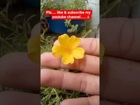 😊 beautiful flower.....🌸 #plants #plantlover #flower #flower1plant #viral #viralshort #viralvideo