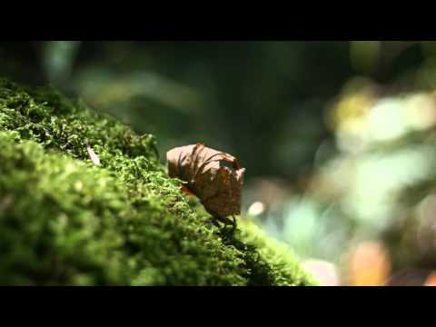 Die versunkene Burg bei Burgliebenau - Sage aus Sachsen-Anhalt