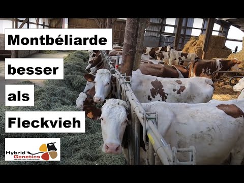 , title : '"Die besseren Fleckvieh": Montbéliarde-Kühe auf Betrieben im Jura'