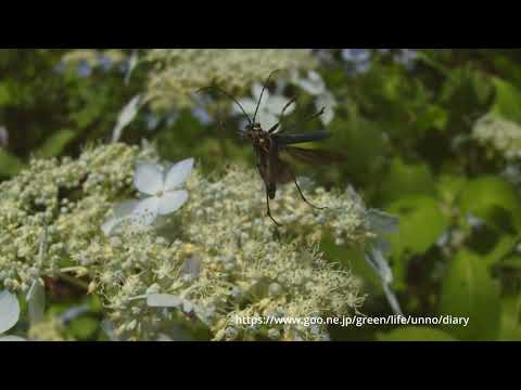 フタコブルリハナカミキリ　オスの飛翔