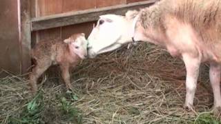 preview picture of video 'Filipino Sheep born in a stable.wmv'